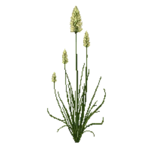 Illustration of Prairie Dropseed