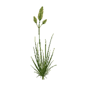 Illustration of Giant Sacaton