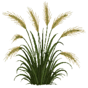 Illustration of Golden Oat Grass