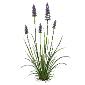 Illustration of Purple Needlegrass
