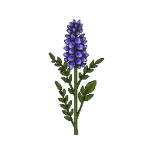 Illustration of Stokes' Aster