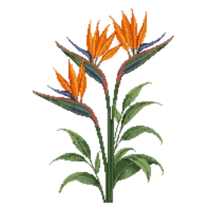 Illustration of Bird of Paradise