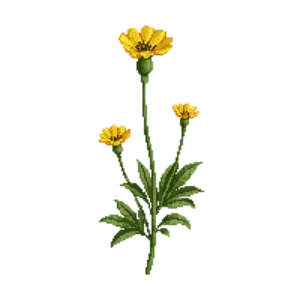 Illustration of Wood Poppy