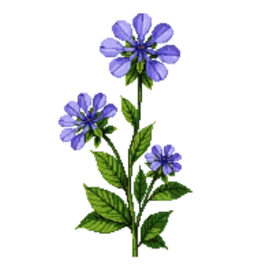 Illustration of Devil's-bit scabious