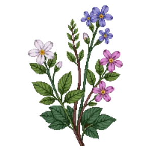 Illustration of Bacopa