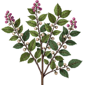 Illustration of Snowberry