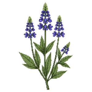 Illustration of Blue Wood Aster