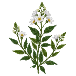 Illustration of Heath Aster 'Snow Flurry'