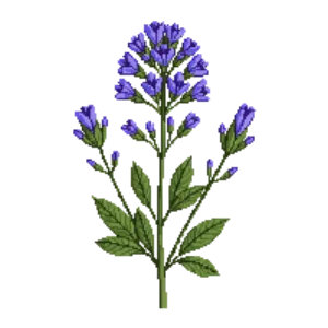 Illustration of Smooth Aster 'Bluebird'