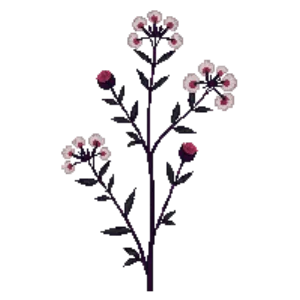 Illustration of Calico Aster 'Lady in Black'