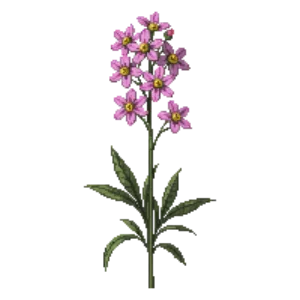 Illustration of New England Aster 'Harrington's Pink'