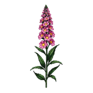 Illustration of New England Aster 'September Ruby'