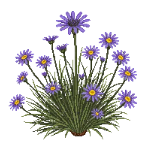 Illustration of Late Aster 'October Skies'