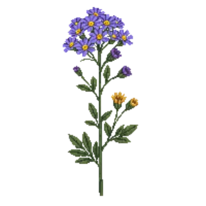 Illustration of Aromatic Aster