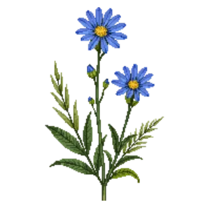 Illustration of Sky Blue Aster
