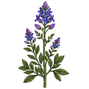 Illustration of Silky Aster