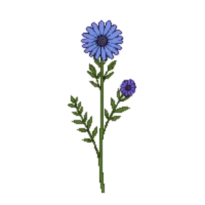 Illustration of Short's Aster
