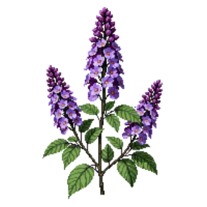 Illustration of Reblooming Lilac 'Bloomerang Purple'