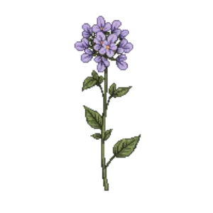 Illustration of Dwarf Lilac 'Palibin'