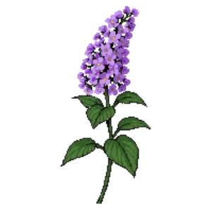 Illustration of Lilac 'Miss Kim'