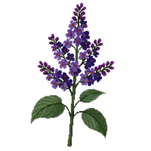 Illustration of Lilac 'Charles Joly'