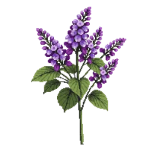 Illustration of Lilac 'Sensation'