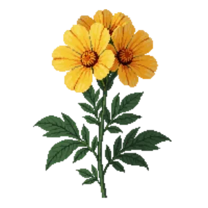 Illustration of African Marigold