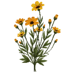 Illustration of Copper Canyon Daisy