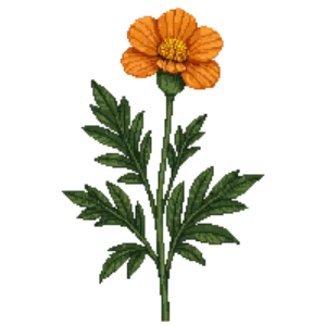 Illustration of French marigold