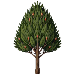 Illustration of English Yew