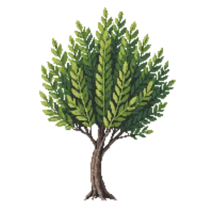 Illustration of Yew 'Hicksii'