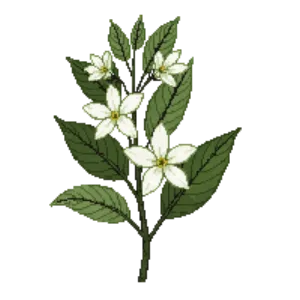 Illustration of Cleyera