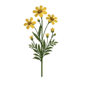 Illustration of Angelita Daisy
