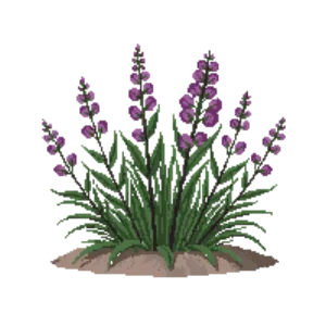 Illustration of Wall germander