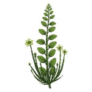 Illustration of Southern Shield Fern