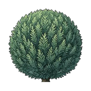 Illustration of Danica Globe Arborvitae