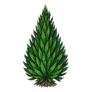 Illustration of Arborvitae 'North Pole'