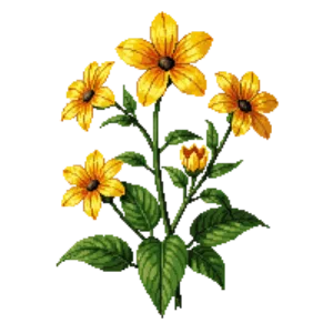 Illustration of Black-Eyed Susan Vine