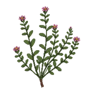 Illustration of Creeping Thyme 'Coccineus'