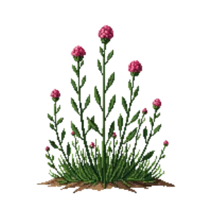 Illustration of Creeping Thyme 'Coccineus'
