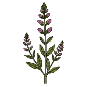 Illustration of Thyme