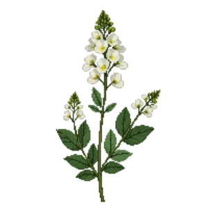 Illustration of Foamflower