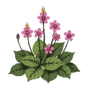 Illustration of Foamflower 'Spring Symphony'