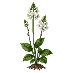 Illustration of Threeleaf Foamflower
