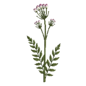 Illustration of Wherry's Foamflower
