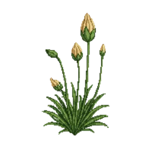 Illustration of Piggyback Plant