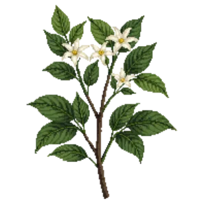 Illustration of Star Jasmine