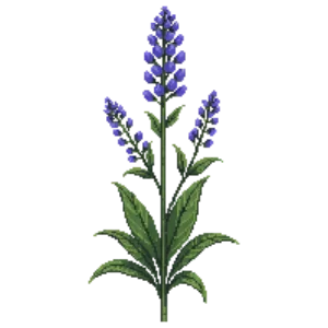 Illustration of Ohio Spiderwort