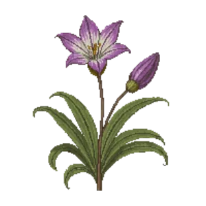 Illustration of Toad Lily