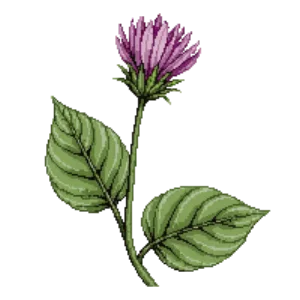 Illustration of Red Clover